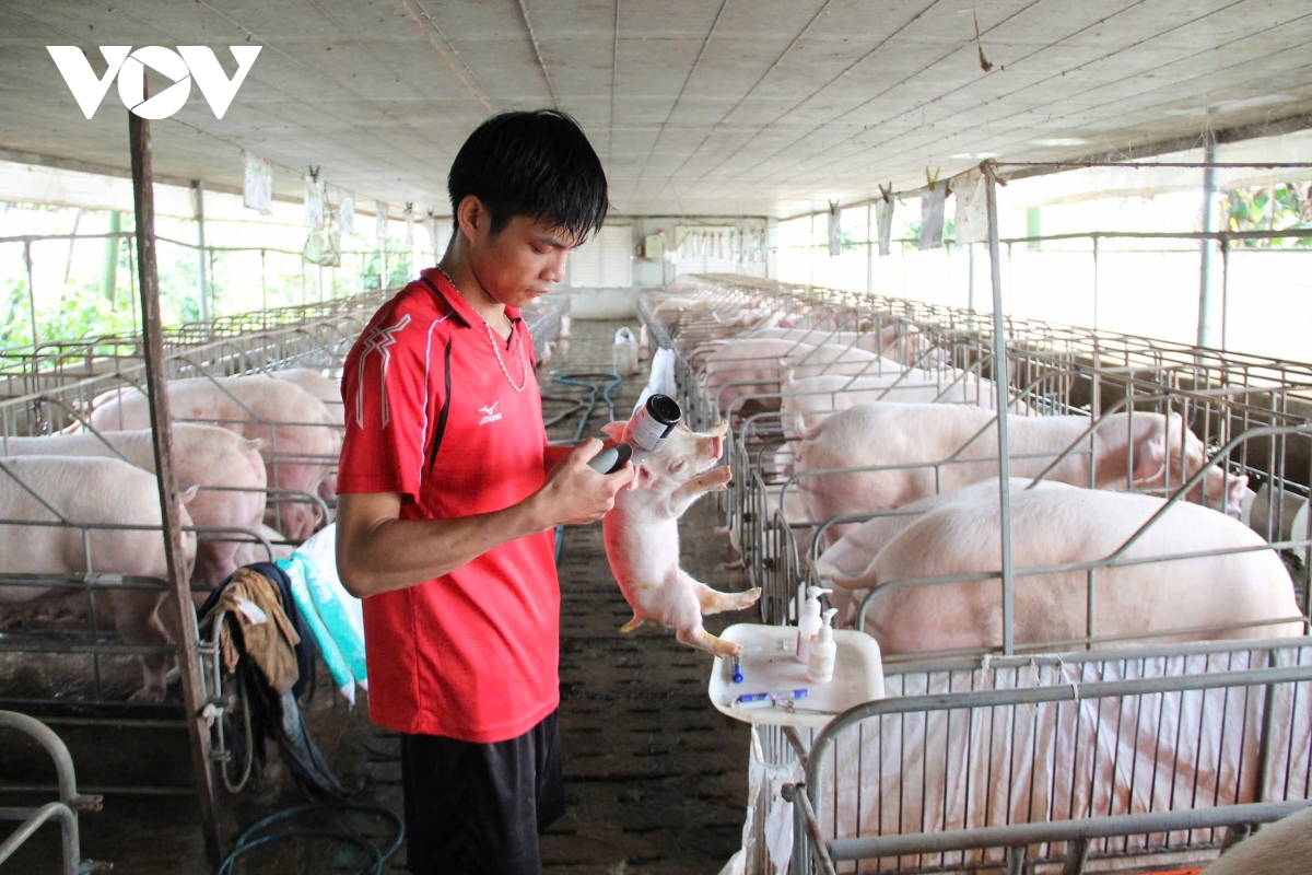 Đắk Lắk nguy cơ tái phát và lây lan dịch bệnh trên đàn vật nuôi vẫn cao